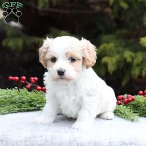 Bella, Cavachon Puppy